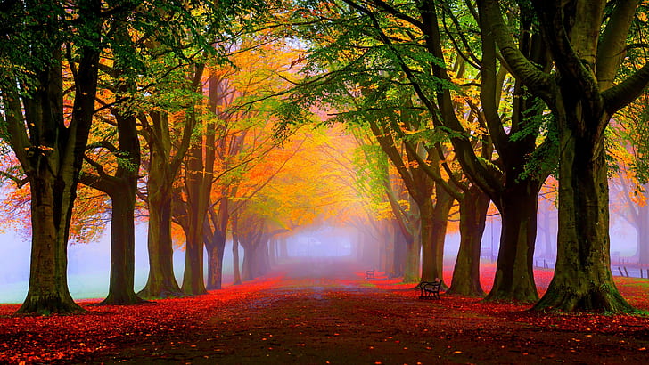 Autumn Landscape Park Trees Red And Yellow Leaves Fog Road Nature Wallpaper Hd 5120×2880, HD wallpaper