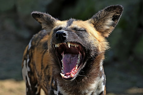 Zwierzę, dziki pies afrykański, kaganiec, dziki pies, przyroda, Tapety HD HD wallpaper