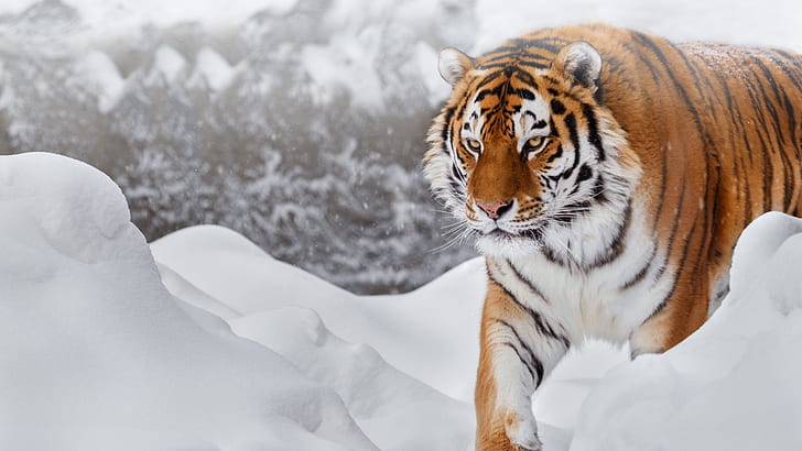 القطط ، النمر ، الحيوان ، النمر السيبيري ، الثلج، خلفية HD