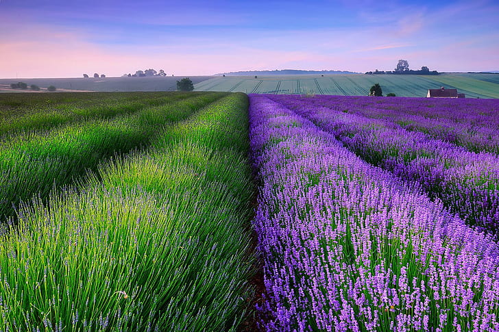 Lavender Field in England, color, blossoms, plants, sunset, HD wallpaper
