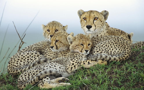 Keluarga Cheetah, Cheetah, Keluarga, Wallpaper HD HD wallpaper