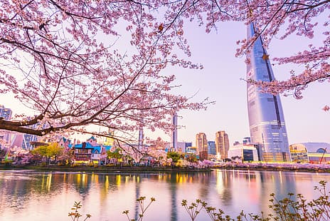 пейзаж, град, градът, череша, пролет, сакура, цъфтеж, Южна Корея, Корея, Сеул, розов, цвят, градски пейзаж, HD тапет HD wallpaper