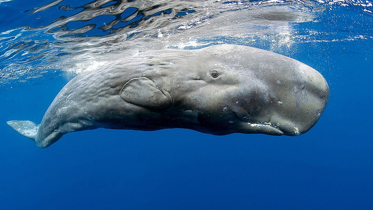 ปลาวาฬสัตว์ทะเลวาฬสเปิร์ม, วอลล์เปเปอร์ HD