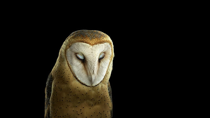 写真、動物、フクロウ、シンプルな背景、自然、鳥、 HDデスクトップの壁紙