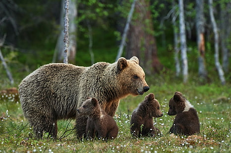 Кафяви мечки семейство, гора, лято, мечки, мечка, боке, семейство, замъгляване,., Кафяви, свободно време, природа, очарователни, поляна, HD тапет HD wallpaper