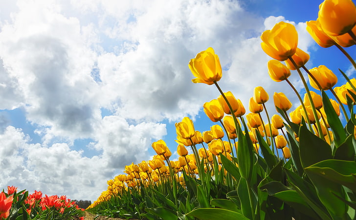 Spring, yellow and red tulip flowers, Seasons, Spring, Tulips, Beautiful, Yellow, Flowers, Field, Clouds, bluesky, HD wallpaper