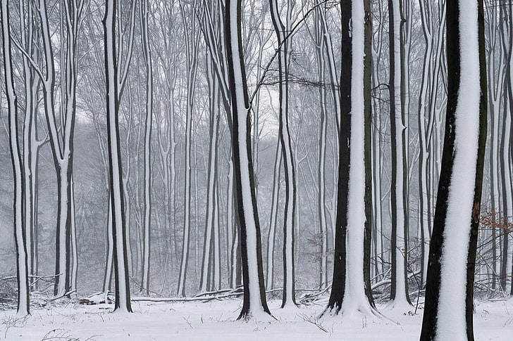 black and white window curtain, forest, snow, winter, HD wallpaper