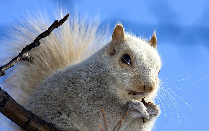 scoiattolo grigio, scoiattolo, faccia, cielo, sfondo, Sfondo HD