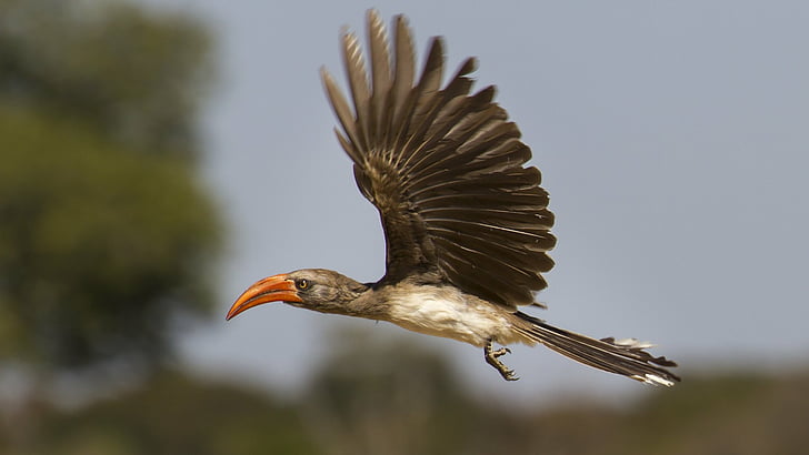 Vögel, Rotschnabelhornvogel, Flug, Hornbill, Simbabwe, HD-Hintergrundbild