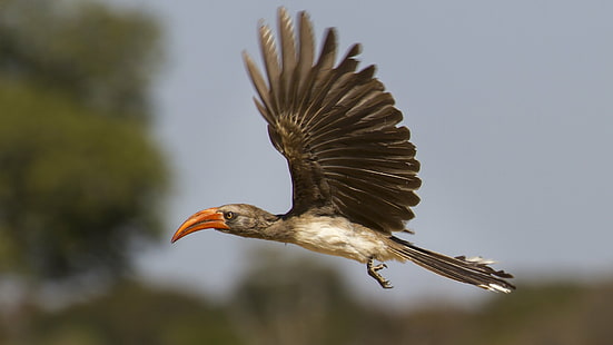 Birds, Red-billed Hornbill, Flight, Hornbill, Zimbabwe, HD wallpaper HD wallpaper
