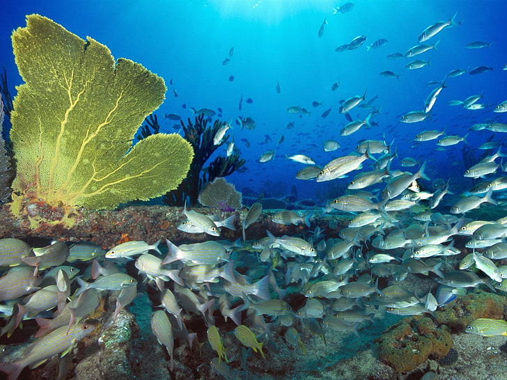 underwater, fish, coral, HD wallpaper