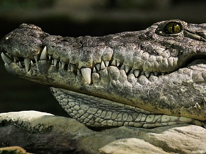 Animal, alligator, Fond d'écran HD HD wallpaper
