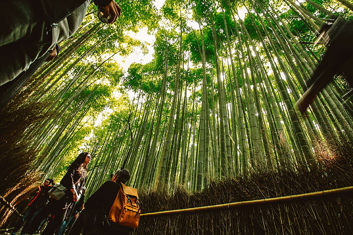 арашимая, бамбук, двойка, япония, майка, природа, природа, фотография на природата, предложение, HD тапет