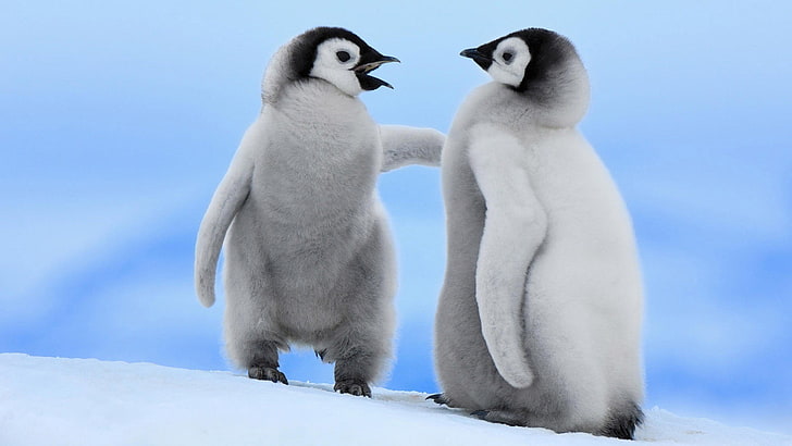 пингвини, животни, HD тапет