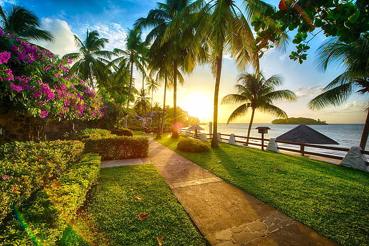 green grass, beach, sunset, palm trees, sea, flowers, coast, grass, path, nature, HD wallpaper