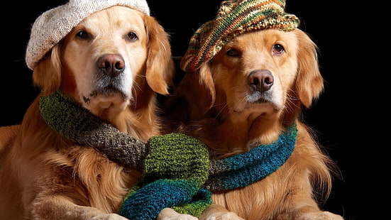 животные, собака, золотистые ретриверы, шарф, шапка, HD обои HD wallpaper