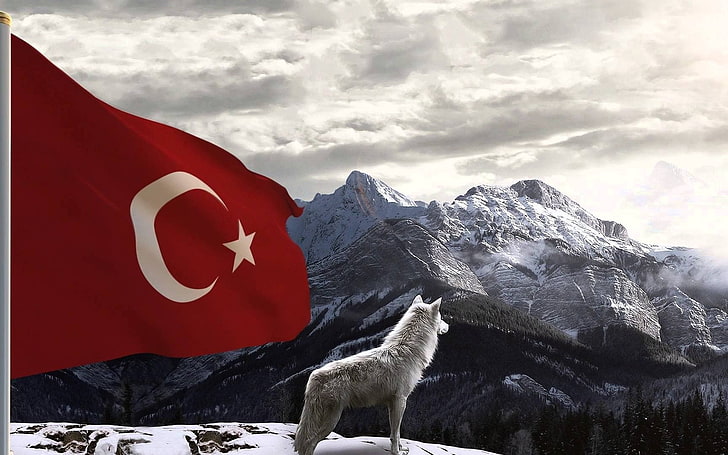 ボズクルト、トルコ、トルコ、オオカミ、 HDデスクトップの壁紙