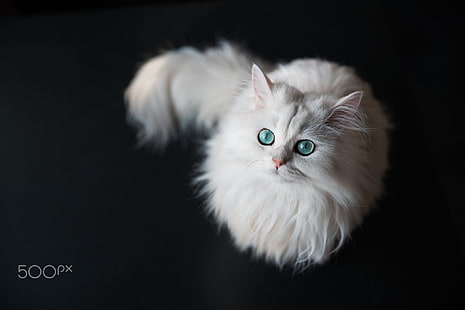 animales, blanco, felino, gato, peludo, Fondo de pantalla HD HD wallpaper