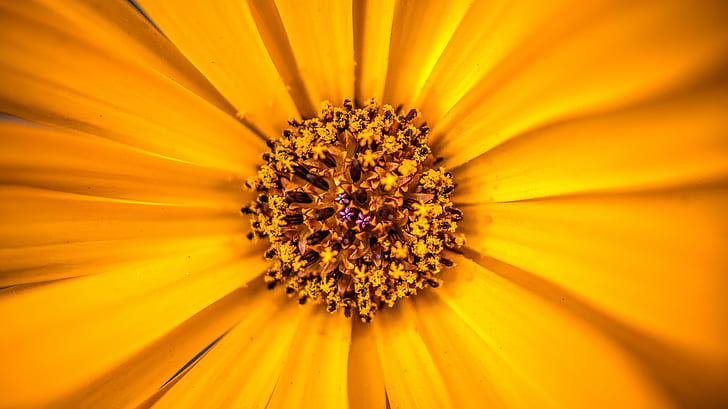fleur pétale jaune, Peek-a-boo, jaune, fleur fleur, marguerite, violet, fleurons, macro, nature, gros plan, fleur, été, pétale, plante, Fond d'écran HD