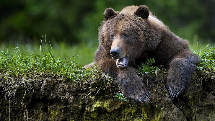 oso gracioso, Fondo de pantalla HD | Wallpaperbetter