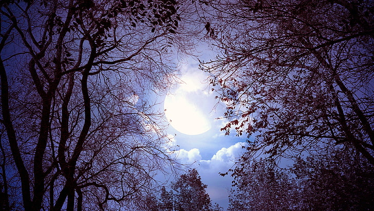 cielo, natura, albero, pianta legnosa, ramo, atmosfera, luna, luce, chiaro di luna, luna piena, nuvole, Sfondo HD