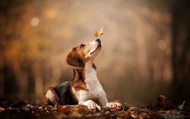 بيجل ، الخريف ، ورقة الشجر ، التصوير الفوتوغرافي ، الكلاب ، الحيوان، خلفية HD