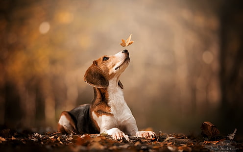 beagle, jesień, liść, fotografia, psy, zwierzę, Tapety HD HD wallpaper