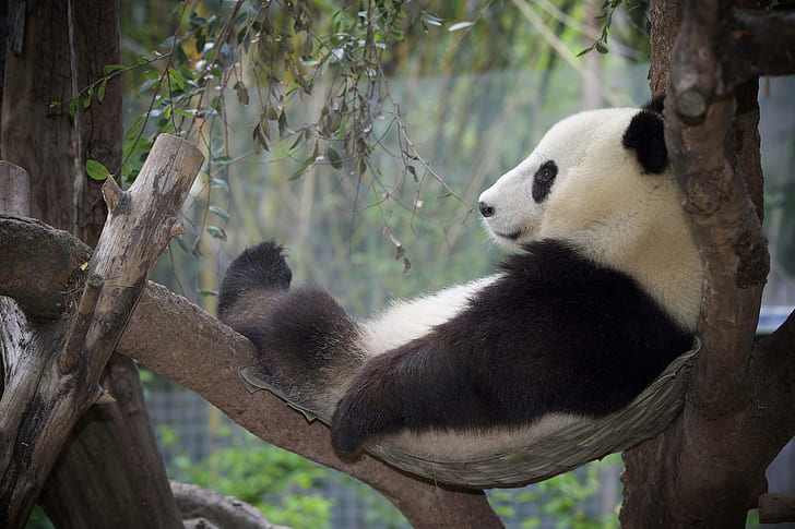 Hewan, Panda, Santai, Kebun Binatang, Wallpaper HD