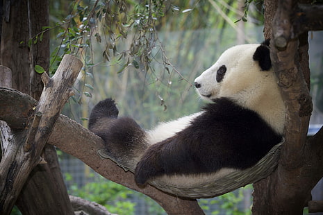 Животно, панда, релакс, зоопарк, HD тапет HD wallpaper