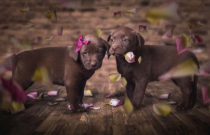 dogs, flower, look, love, flowers, pose, the dark background, background, Board, rose, beauty, eyes, petals, puppies, flooring, pair, floor, puppy, pink, kids, a couple, Labrador, brown, Duo, bow, two, are, Retriever, blurred, two dogs, fly, Milota, cute, faces, cavalier, retrievers, two puppies, passion, beloved, HD wallpaper