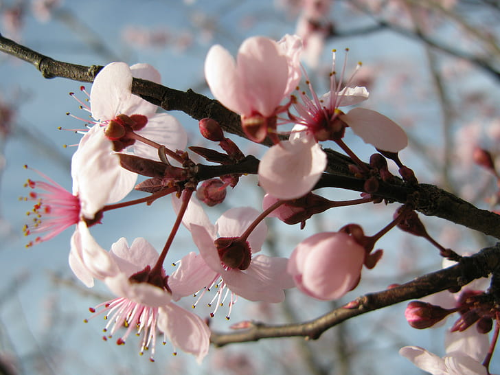 白とピンクの花、木、花、白、花、春の美しさ、色、オクラホマ、タルサ、暖かい、天気、自然、枝、花、春、花、ピンク色、花弁、花の頭、植物、季節、 HDデスクトップの壁紙
