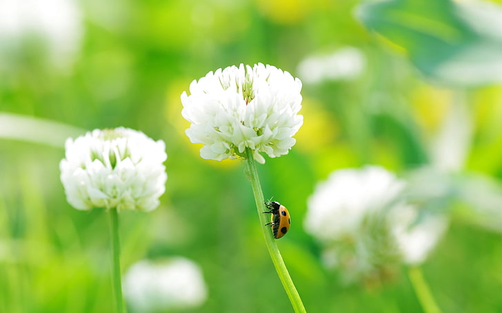 brown and black ladybug, clover, ladybug, grass, insect, flower, HD wallpaper