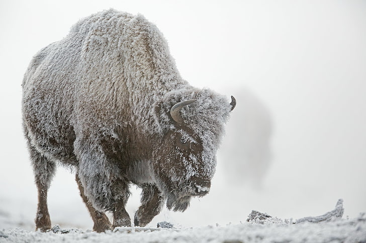 musim dingin, es, salju, kabut, Taman Nasional Yellowstone, Buffalo, Wallpaper HD
