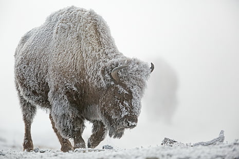 зима, мороз, снег, туман, Йеллоустонский национальный парк, Буффало, HD обои HD wallpaper