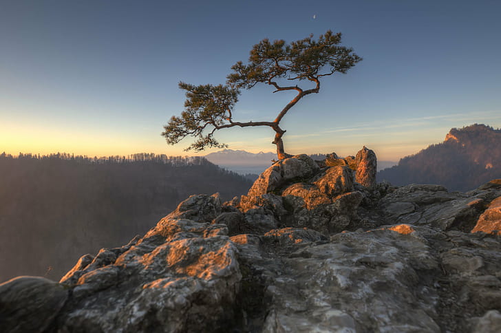 brown and green tree on rock during daytime, poland, poland, nature, mountain, sunset, landscape, tree, scenics, outdoors, mountain Peak, rock - Object, sunrise - Dawn, forest, sky, HD wallpaper