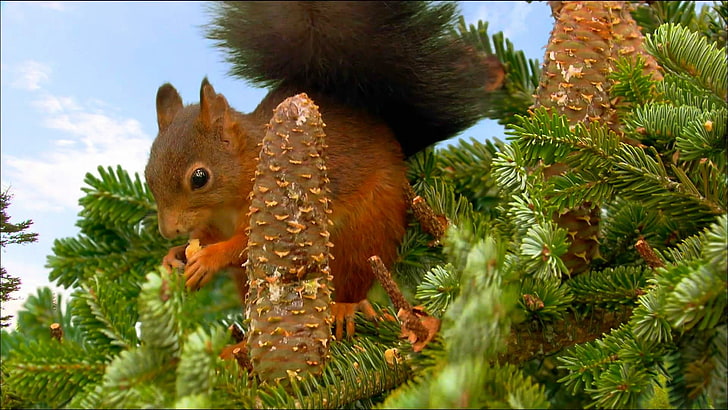 animals, squirrel, cones, conifer, HD wallpaper