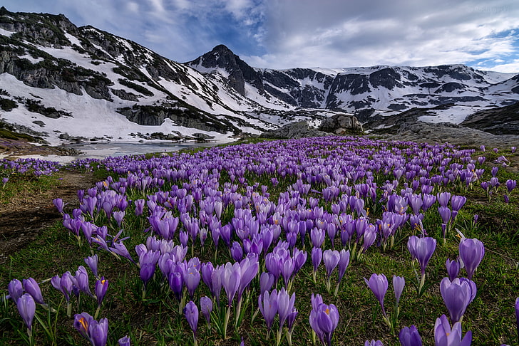 fleurs violettes, fleurs, montagnes, prairie, crocus, Bulgarie, parc national de Rila, montagnes de Rila, montagne de Rila, Fond d'écran HD