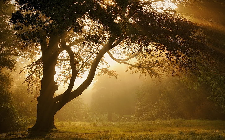 ธรรมชาติภูมิทัศน์หมอกต้นไม้ป่าหญ้าแสงแดดบรรยากาศฤดูร้อน, วอลล์เปเปอร์ HD