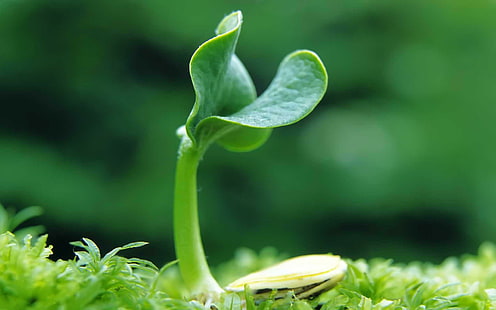 พืชที่กำลังเติบโต, ย้ายขึ้น, เติบโต, เล็ก ๆ น้อย ๆ , พืช, ธรรมชาติ, สีเขียว, การสังเคราะห์แสง, นามธรรม, สิ่งแวดล้อม, ใบไม้, 3 มิติ, วอลล์เปเปอร์ HD HD wallpaper
