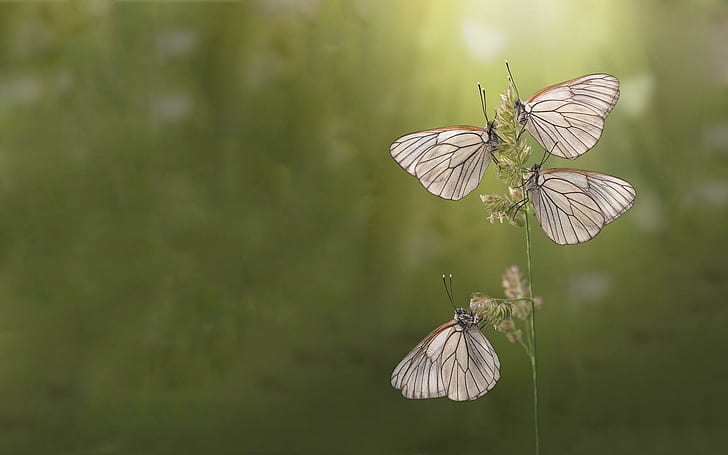 Пеперуди, слънчева светлина, природа, трева, пеперуда, пеперуди, животни, HD тапет