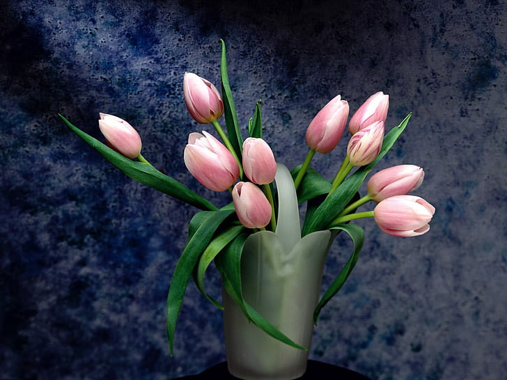 Blütenblatt-Drücker, Blütenblatt, Drücker, HD-Hintergrundbild