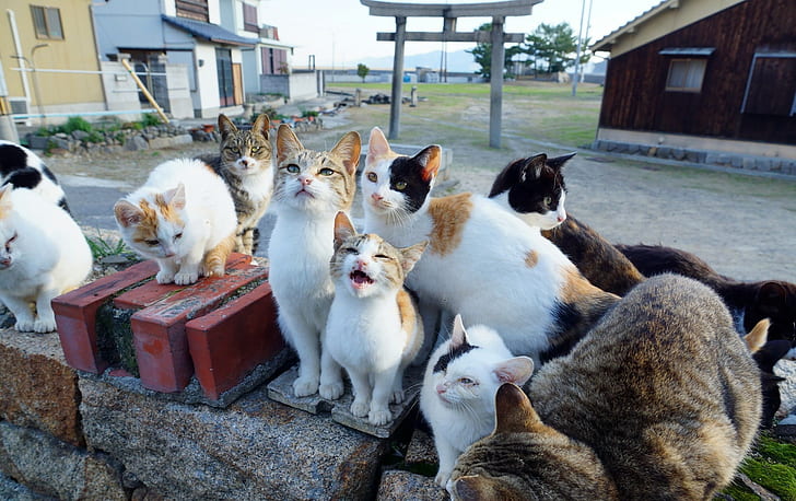Koty gang, różne pręgowane koty, zwierzęta, koty, hd, gang, Tapety HD