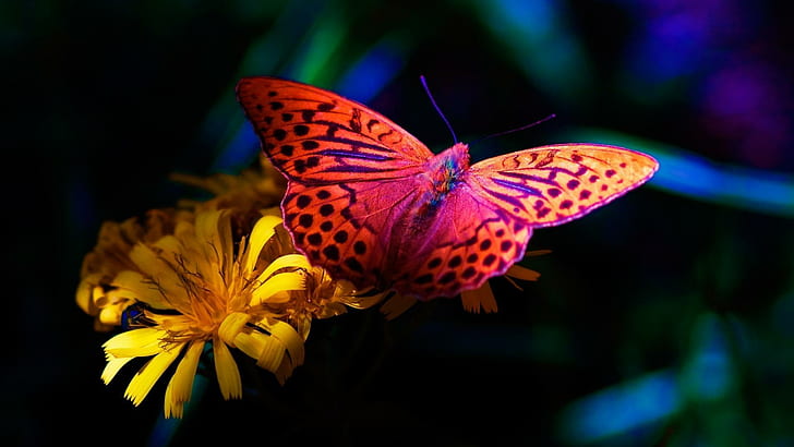 Bright Butterfly, yellow, nature, flower, butterfly, pink, photography, colorful, blue, beauty, animals, HD wallpaper
