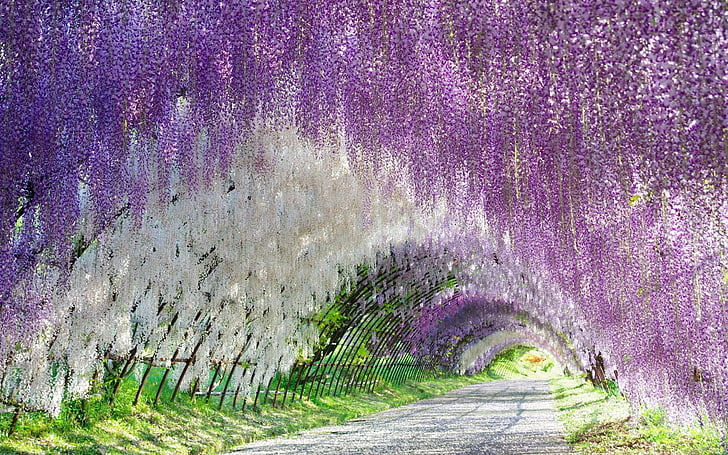 Flowers, Wisteria, Earth, Flower, Purple Flower, Tunnel, White Flower, HD wallpaper