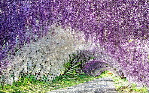 Flowers, Wisteria, Earth, Flower, Purple Flower, Tunnel, White Flower, HD wallpaper HD wallpaper