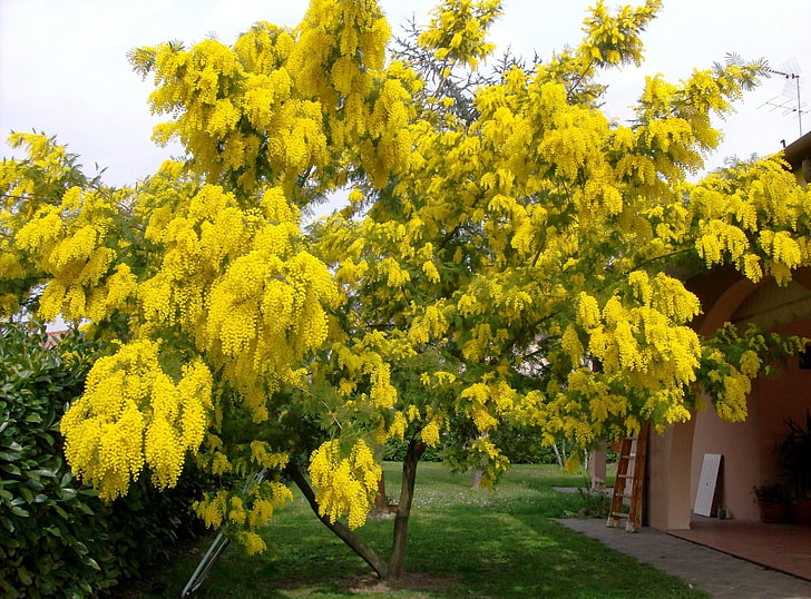 желтое лиственное дерево, мимоза, дерево, цветок, весна, настроение, HD обои