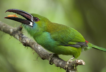 yeşil uzun beck kuşu portre fotoğrafçılığı, Crimson sağrılı Toucanet, Aulacorhynchus haematopygus, portre fotoğrafçılığı, kuş, yaban hayatı, hayvan, doğa, gaga, tropikal Yağmur ormanları, tropikal İklim, çok renkli, yağmur ormanları, HD masaüstü duvar kağıdı HD wallpaper