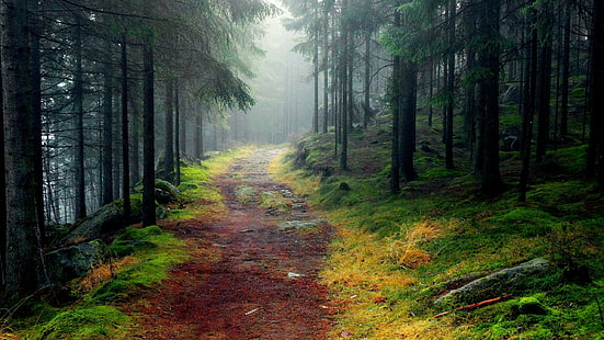 nature, 2560x1440, Forest, tree, Fog, path, hd nature, 4K, HD wallpaper HD wallpaper