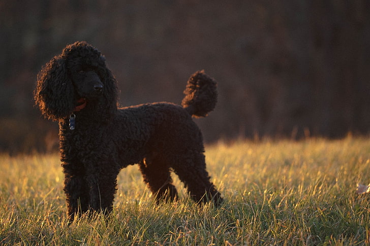 Dogs, Poodle, HD wallpaper
