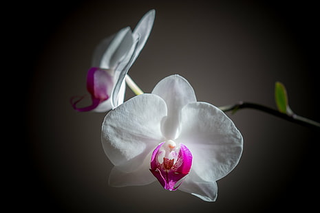 fotografía de enfoque de flores de orquídea de polilla blanca y rosa, primer plano, enfoque, fotografía, blanco, rosa, orquídea de polilla, flores, orquídea, naturaleza, flor, pétalo, cabeza de flor, planta, primer plano, belleza en la naturaleza, frescura, flor, color rosa, Fondo de pantalla HD HD wallpaper